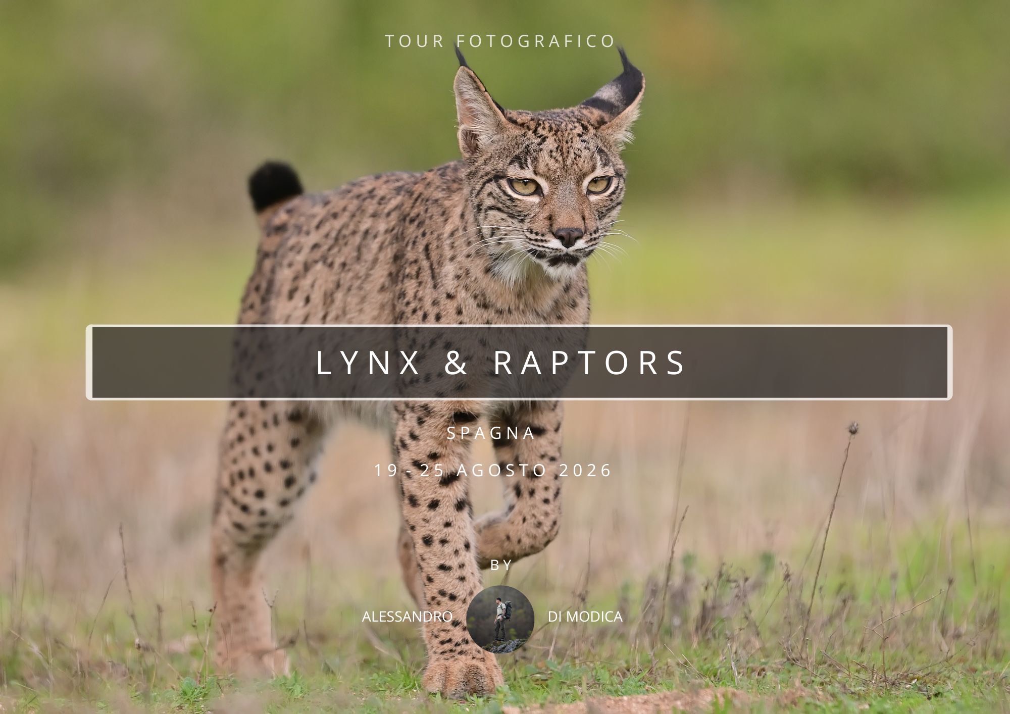 LYNX & RAPTORS 19-25 AGOSTO 2026